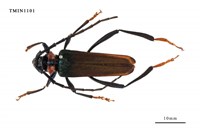 藏品(台灣麝香天牛)的圖片